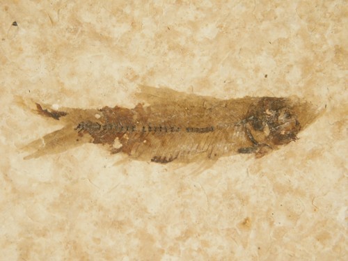 50 Million Year Old! Knightia FRY FISH Fossil with Stand Wyoming 2.28