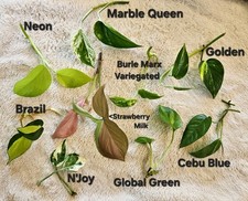 Pothos Cuttings Bundle You Get 9 Different Types!