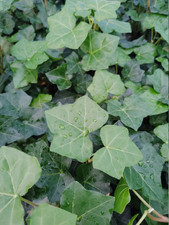 Hardy English Ivy Groundcover - 100 Bare Root Plants