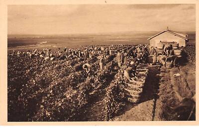 51 - Landwirtschaft - SAN20620 - Champagner Louis Roederer - Ernte Des Traube