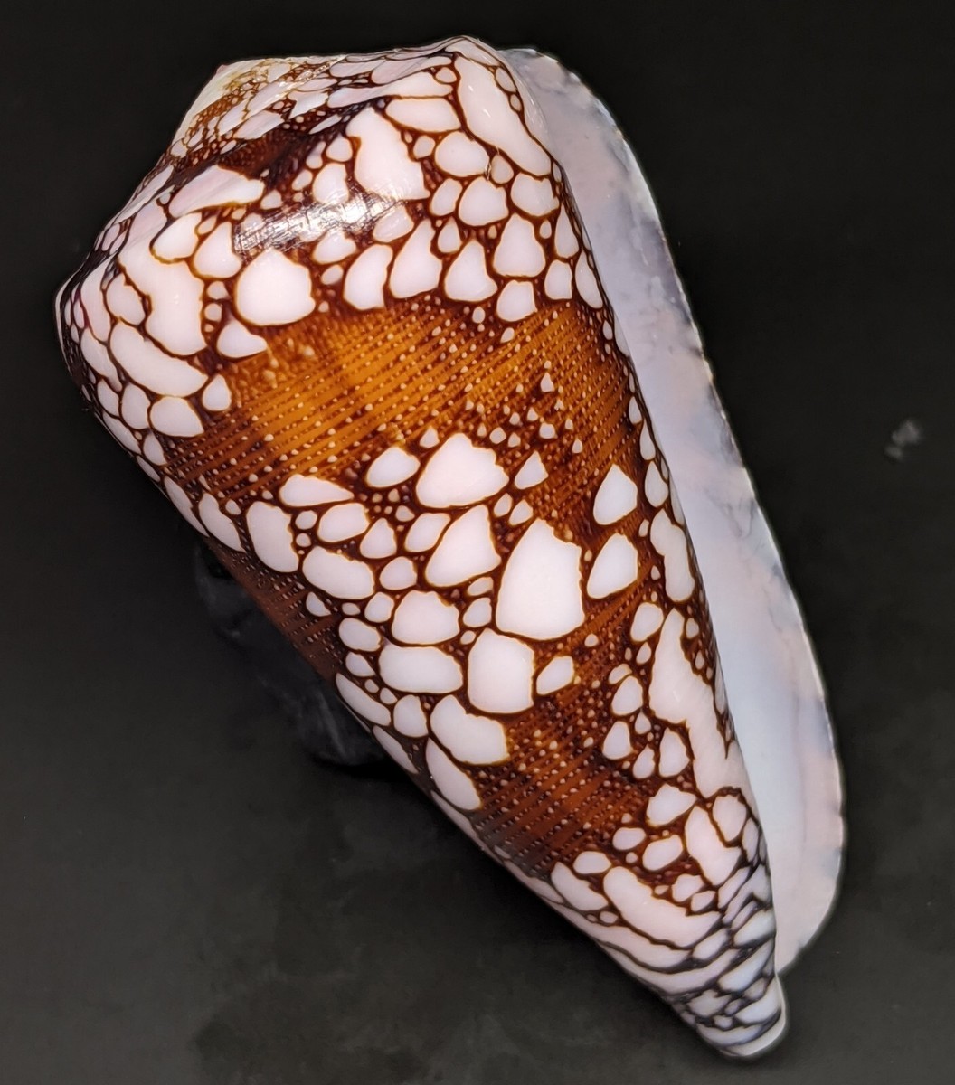 イモガイ貝殻 Darioconus Auricomus Conus (Darioconus) auricomus