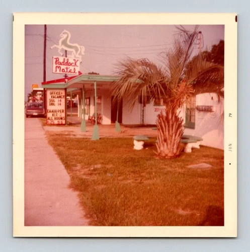 Vintage 1979 Paddock Motel Neon Sign Palm Tree Roadside Photo Print