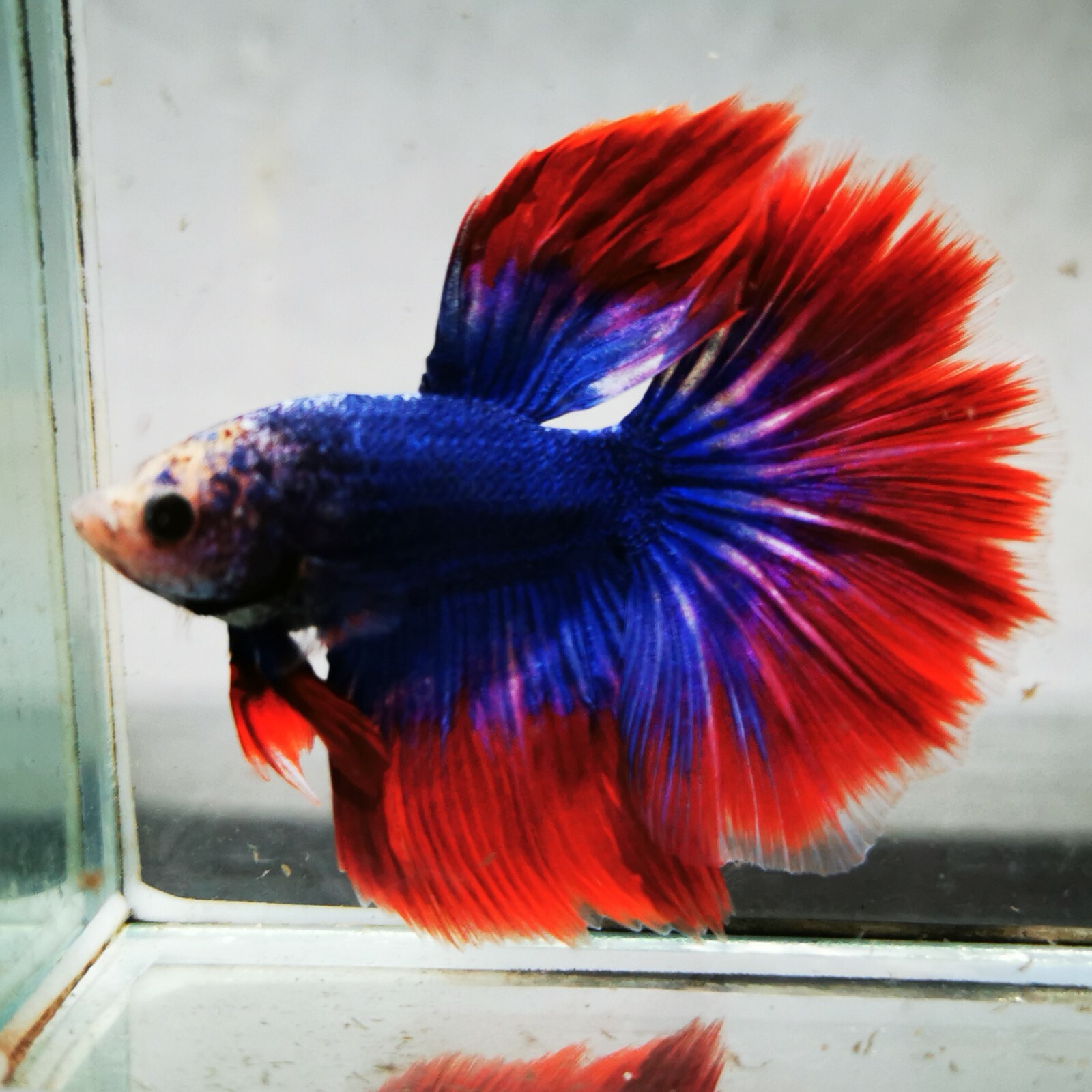 betta fish candy