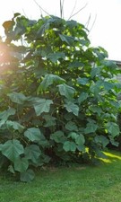 Empress Royal Tree Seeds