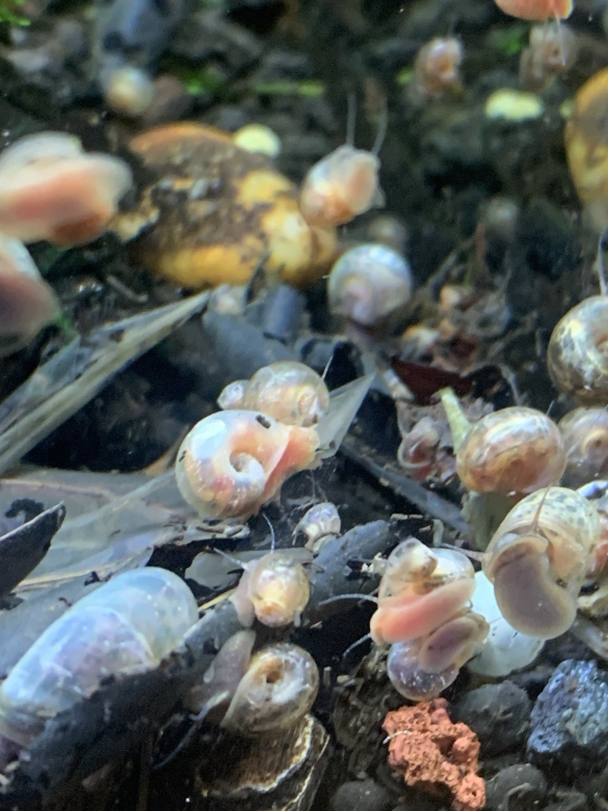 20 + 5 FREE Live Aquarium & Pond Snails Freshwater ( RAMSHORN ) Plus Stems Plant