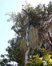 Caryota maxima 'Himalaya' 5 Seeds - Himalayan Fish Tail palm Very Rare Palm Seed