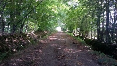 Photo 6x4 Path on edge of New Mill Wood Crowborough/TQ5130 This path is  c2015