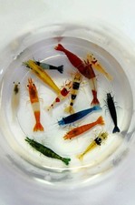 10 1 Adult Neocaridina Candy Skittle Live Shrimp Mixed Colors Freshwater USA