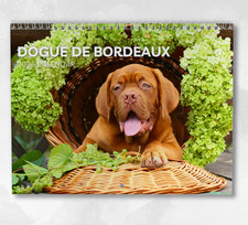 Dogue De Bordeaux Calendar 2026: Monthly Wall Calendar with Notes, opens to A3