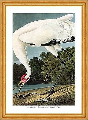 Schreikranich Grus americana Whooping Crane Kranichvögel Audubon A3 132 - Bild 1 von 1