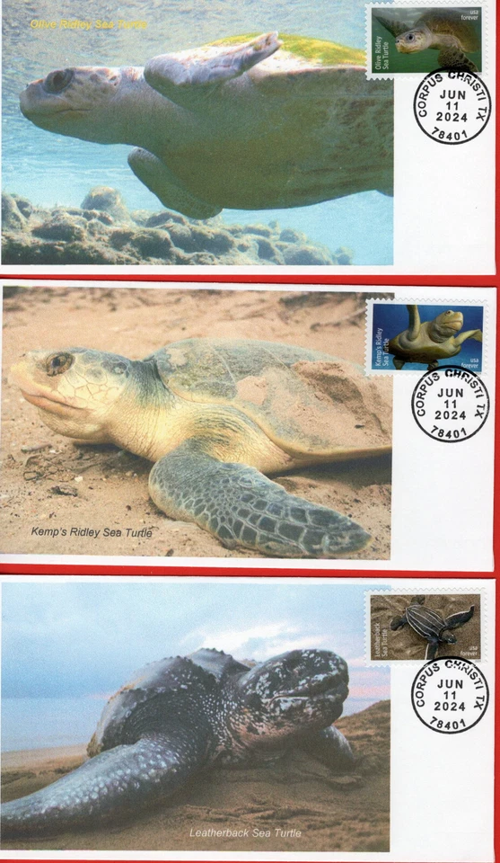 TURTLES, 2024 Set of 6 Different First Day Covers - Image 2 of 4