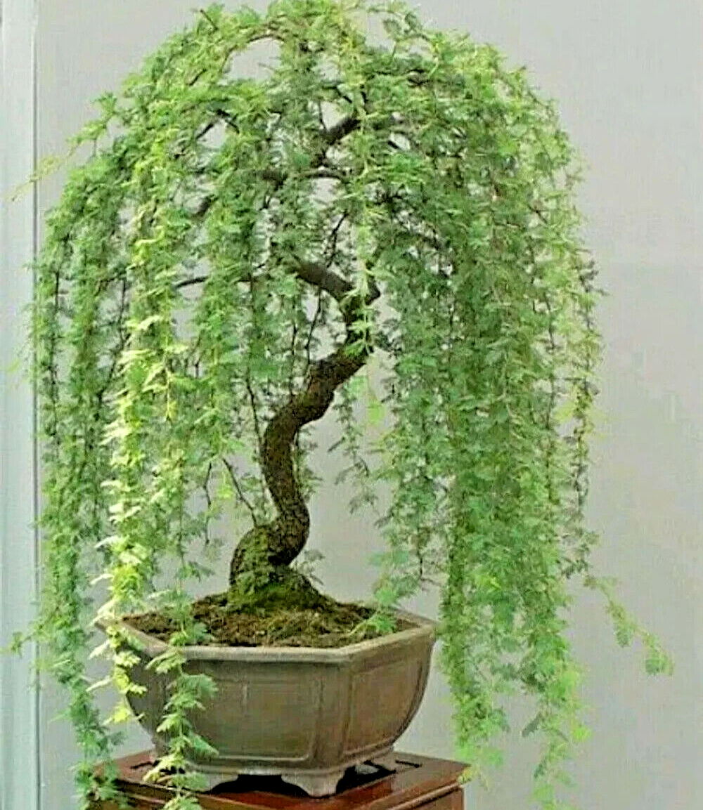 Bonsai Green Weeping Willow Tree Thick Trunk Willow Rare Bonsai 5  Seeds | eBay
