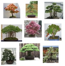 SAMEN großer Bonsai Set 9 Miniatur Baum Zimmerpflanze Wintergarten Pfefferbaum