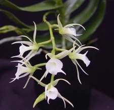 Oeoniella polystachys Fragrant NBS Orchis Species Angraecum