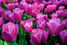 Purple Tulip Bulbs for Planting Easy to Grow Made in USA, Ships from Iowa