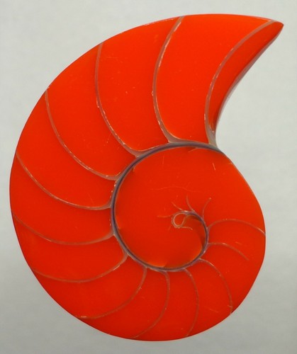 Orange Tiger Nautilus Shell half 30mm x 23mm x 7mm - Picture 2 of 2