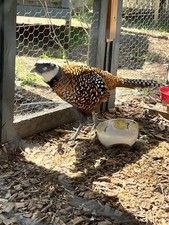 PRE-ORDER Reeves Pheasant 6 hatching eggs - just started laying