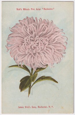 Vick's Mikado Pink Aster, James Vick & Sons, Rochester NY to Rhinelander WI