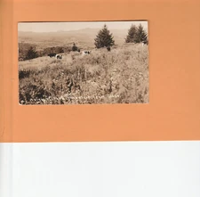 vintage Vermont real photo postcard View of Peru Mountain & farm field w/ cattle