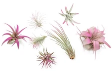 Fuchsia Tillandsia Air Plants - Color Enhanced Easy Care Indoor/Outdoor Decor
