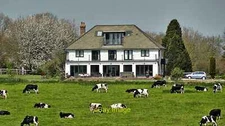 Photo 6x4 House and cattle to the south of West End Lane  c2020