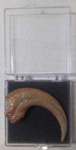 Dromaeosauridae Velociraptor Foot Claw Replica