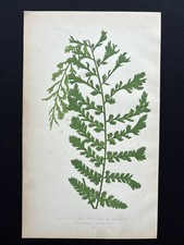 Frontispiece Print Lastrea Filix-Mas Depauperata Antique Fern Engraving 1857