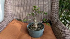 Bonsai Portulacaria Afra Elephant Bush Corky Bark Shohin