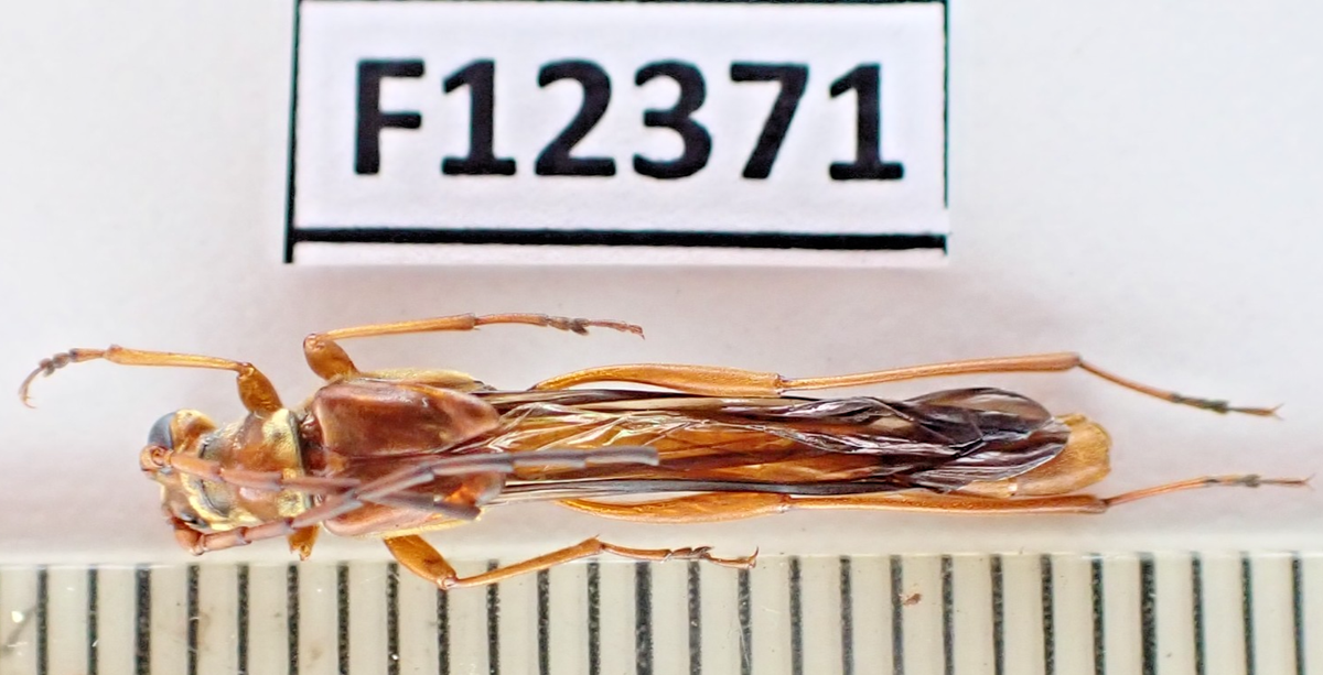 標本 Yunnan China Necydalis s.p 23mm F12371. Insects, Cerambycidae: Necydalis sp. Vietnam North. A2 | eBay