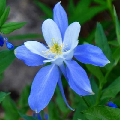 #ad ROCKY MOUNTAIN BLUE COLUMBINE SEEDS 200 perennial FLOWER garden FREE SHIPPING $2.20