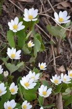 Bloodroot Seeds for Planting (30 Seeds) Sanguinaria canadensis - Medicinal Plant