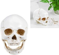 L Size Retro Removable 1:1 Human Skull Model Anatomical Teaching Skeleton Head 