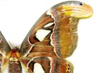 Bild 8 von 11