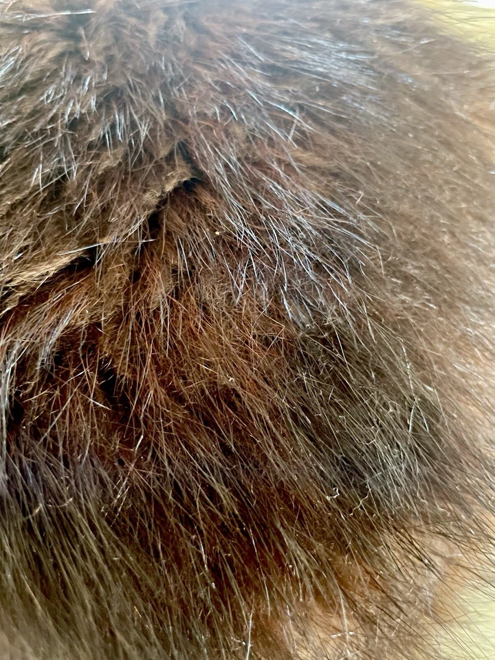 复古 20 世纪 40 年代毛皮松饼深棕色暖手冬季婚礼 — 第 3/3 张图片