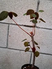 Euphorbia Cotinifolia Tree Plant Red Spineless 11H