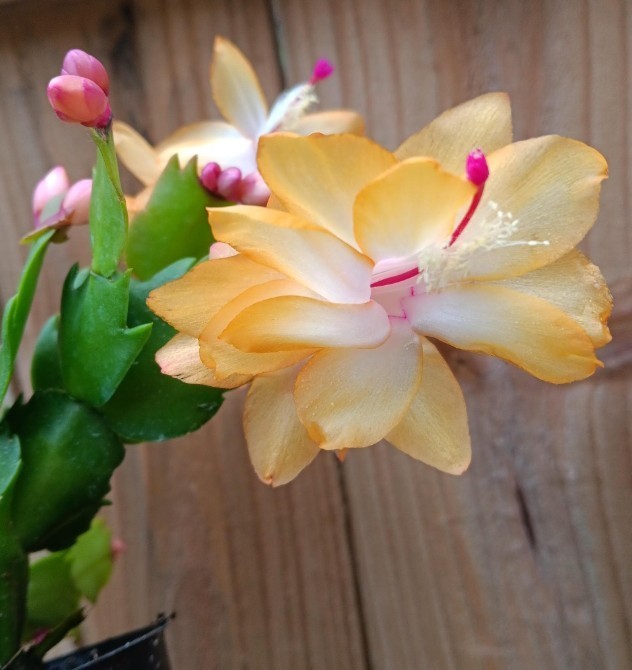 5 CUTTINGS From 5  Different Color NO Roots Thanksgiving/ChristmasCactus Labeled