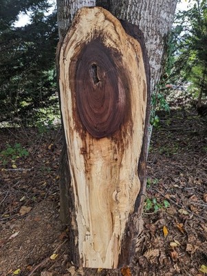 Black Walnut Slab (Live Edge) (thick slab) Wormy Walnut.