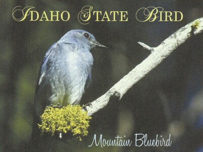 *Idaho-''The Mountain Bluebird...*State Bird''  *Idaho-  {Postcard}  {*TW-3}