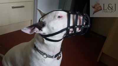 Leather Dog Muzzle for English Bull Terrier and other similar snout