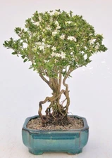 Mount Fuji Serissa Foetida Bonsai Tree Raised Roots Indoor Flower 7 yo 10-12" H