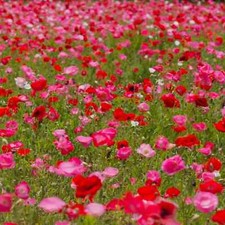 200+ Shirley Mixed Red & Pink Poppy Seeds for Garden - USA - FREE SHIPPING!