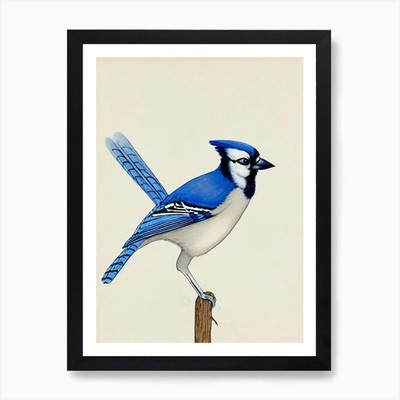 Blue Jay Illustration Vogel Kunstdruck gerahmtes Wandbild Poster Leinwanddruck Bild