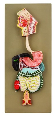 EISCO Hand Painted Human Digestive System Model, 2 Part Educational Tool, Det...