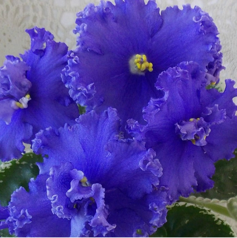 African Violet Plant ~ Newtown Gertrude Morabito
