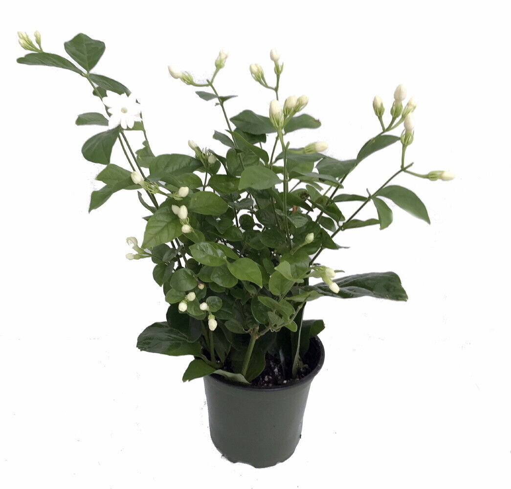Ohio Grown Arabian Tea Jasmine Plant - Maid of Orleans - 4 Ohio Grown Arabian Tea Jasmine Plant - Maid of Orleans - 4