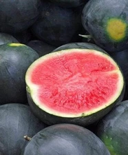 Watermelon Seeds,  Black Diamond Watermelon Seeds,"COOL BEANS N SPROUTS" Brand. 