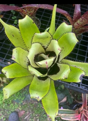 Aechmea ' Triangularis ' Bromeliad | eBay