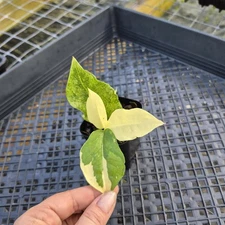 Zamioculcas Zamiifolia Wild Form ZZ, Exact Plant Variegated Ships Nationwide