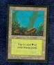 FOREST (A)  1993 COLLECTOR'S EDITION  Magic the Gathering Unplayed   NM