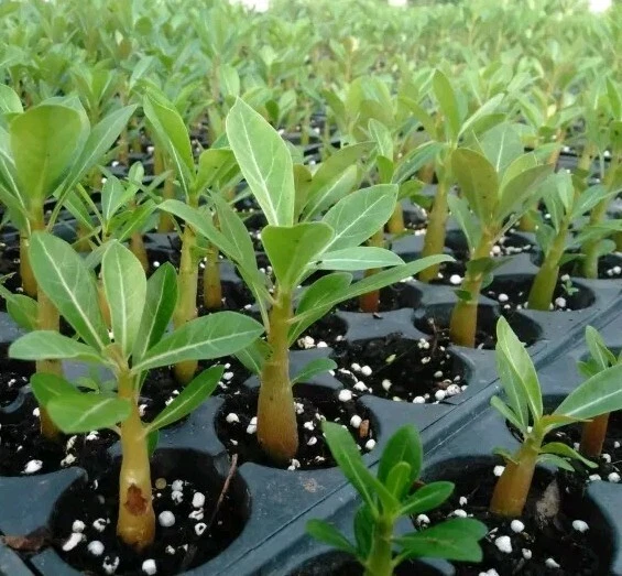 7 Adenium Obesum Y Una Opuntia - Image 2 of 3